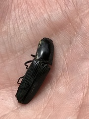 Chalcolepidius viridipilis