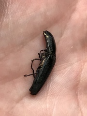 Chalcolepidius viridipilis