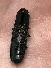Chalcolepidius viridipilis