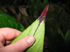 Columnea picta
