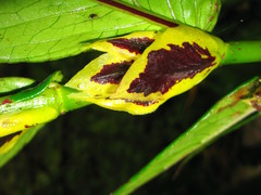 Columnea picta