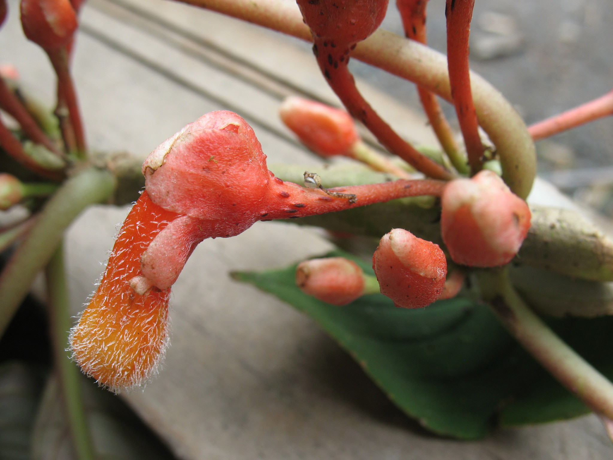 Glossoloma bolivianum