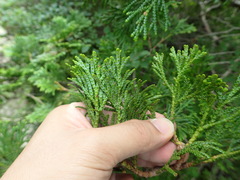 Thuja standishii