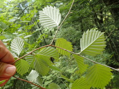 Micromeles japonica