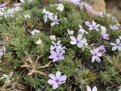 Phlox caespitosa