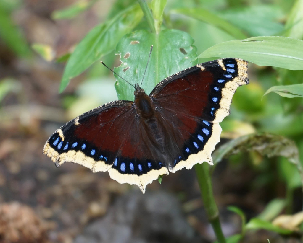 Mariposa Velo de Duelo (Mariposas de Querétaro ) · iNaturalist