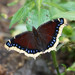 Mourning Cloak - Photo (c) Carrie Seltzer, some rights reserved (CC BY-NC), uploaded by Carrie Seltzer