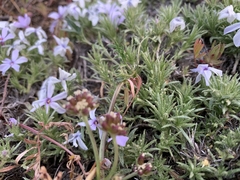 Phlox caespitosa