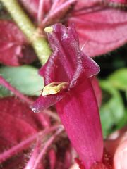 Columnea ciliata