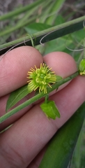 Passiflora suberosa litoralis
