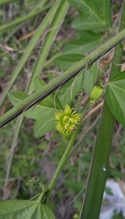 Passiflora suberosa litoralis