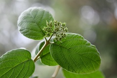 Viburnum jucundum