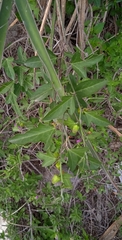 Passiflora suberosa litoralis