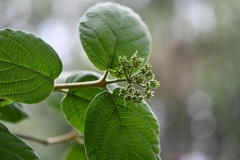 Viburnum jucundum