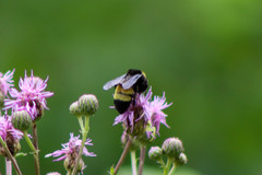Bombus auricomus