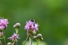 Bombus auricomus