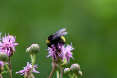 Bombus auricomus