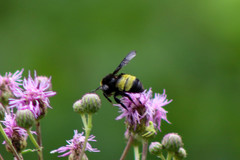 Bombus auricomus