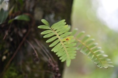 Pleopeltis alansmithii