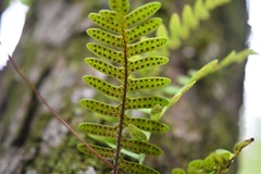 Pleopeltis alansmithii