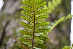 Pleopeltis alansmithii