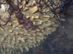 Polymastia penicillus