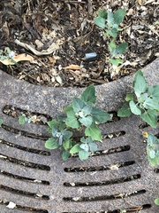 Chenopodium album