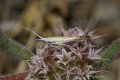 Coleophora