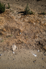 Geococcyx californianus