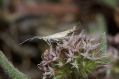 Coleophora