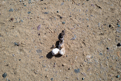 Geococcyx californianus