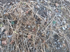 Dioscorea bryoniifolia