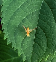 Strauzia longipennis