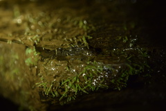 Desmognathus abditus