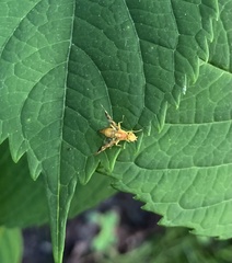 Strauzia longipennis