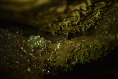 Desmognathus abditus