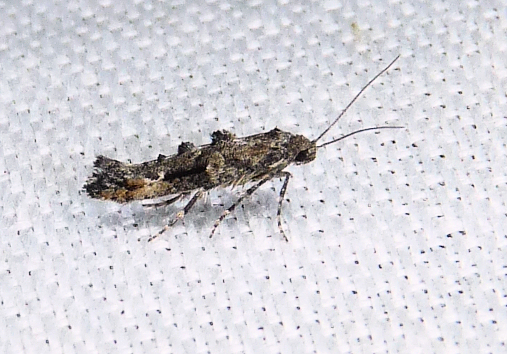 Epermenia albapunctella