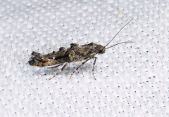 Epermenia albapunctella