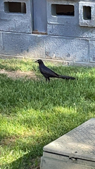 Quiscalus mexicanus