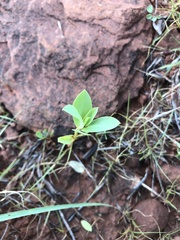 Euphorbia marginata