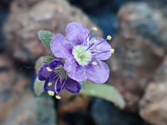 Phacelia greenei