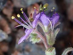 Phacelia greenei