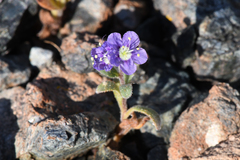 Phacelia greenei