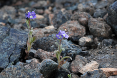 Phacelia greenei