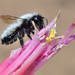 Megachile saulcyi - Photo (c) danielaperezorellana, alguns direitos reservados (CC BY-NC-ND)