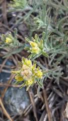 Castilleja arachnoidea