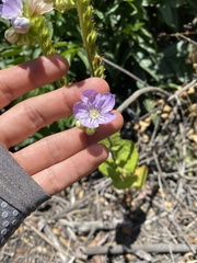 Phacelia grandiflora