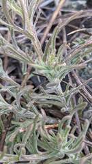 Castilleja arachnoidea