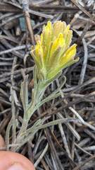 Castilleja arachnoidea