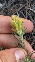 Castilleja arachnoidea
